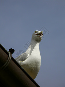 信天翁站在屋顶上大声喊叫野生动物环境动物海鸟图片
