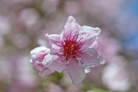 桃花花瓣宏观植物学季节园艺果园花园叶子植物香气图片