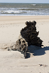沙滩上的树桩沙丘木材海洋天空晴天日志海岸海岸线漂移沙漠图片