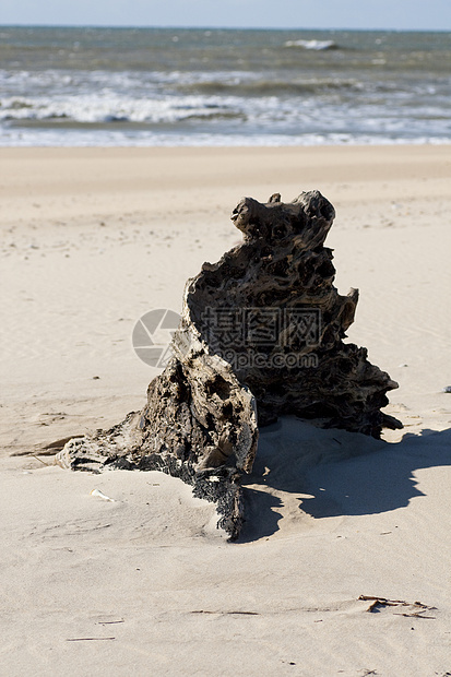 沙滩上的树桩沙丘木材海洋天空晴天日志海岸海岸线漂移沙漠图片