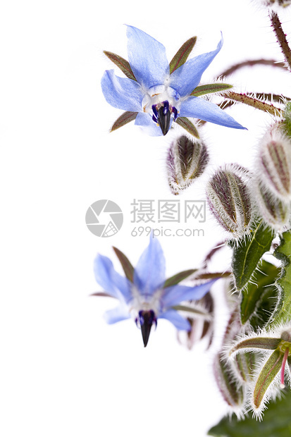 凉花花药品乡村白色花园农村药材季节性植物蓝色星花图片