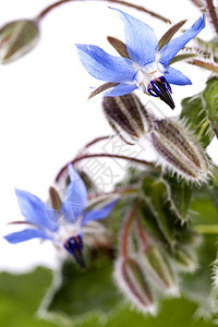 凉花花植物季节性荒野药品树叶草本植物乡村花园农村草本图片