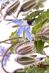 凉花花植物蓝色药品荒野白色农村药材花园草本树叶图片