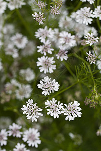 Hemlock 水滴图片