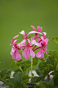 粉红色绿色季节性粉色植物美丽植物群叶子花瓣花园活力图片