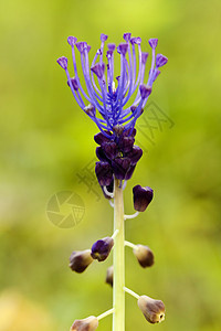 穆萨共生角质植物宏观植物群野花植物学花园绿色花瓣荒野图片