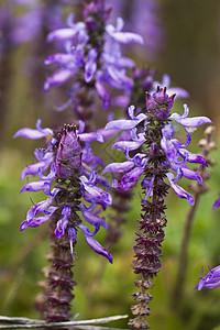 Nepeta 立管花花图片