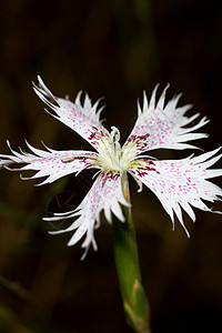 迪安图斯季节性粉色植物学植物群石竹日光花瓣宏观农村野花图片