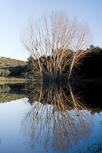 反射树蓝色天空洪水国家季节反射农村乡村镜子图片