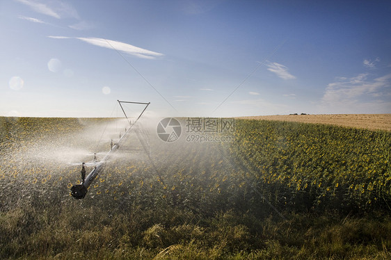 向日向外的灌溉系统生长机器洒水器向日葵农田农业土地场地乡村农场图片