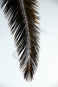 棕榈树叶绿色植物叶子白色热带图片