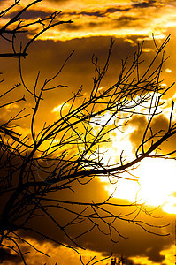 日落前一棵树的轮光木头红色风景植物橙子白色公园天空场景黑色图片