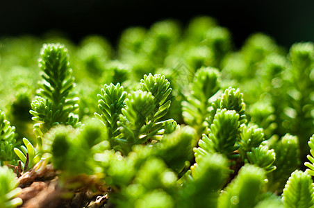 准备种植的绿色新植物墙纸花园生长荒野植物群灌封木头照片季节环境图片