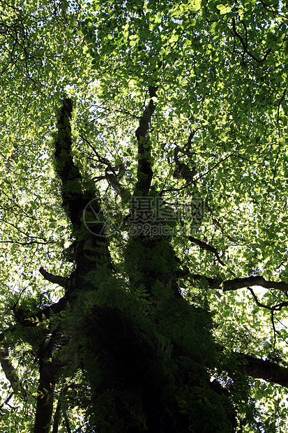 在树下树木绿色森林木头叶子松树荒野天空公园树干图片
