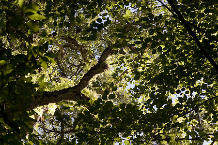 在树下天空树叶公园森林树干荒野树木叶子阴影绿色图片