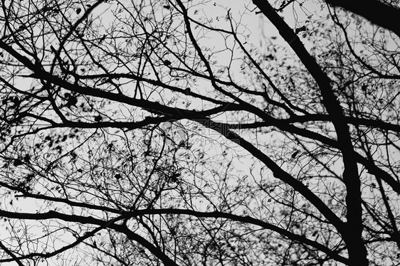 树树枝黑色季节农村森林分支机构叶子图片
