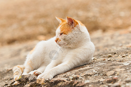 可爱的猫开始睡在地板上图片