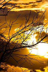 日落前一棵树的轮光风景木头阳光红色太阳公园场景乡村白色植物图片