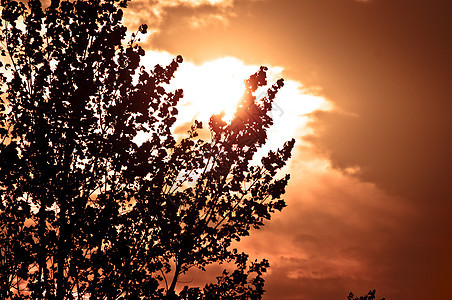 日落前一棵树的轮光乡村白色公园风景太阳橙子阳光场景黑色木头图片