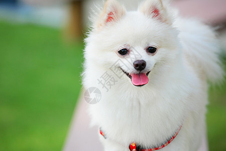白罗马狗微笑动物朋友草地快乐宠物季节幸福小狗眼睛图片