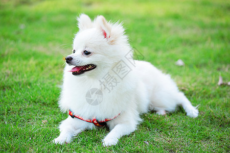 白罗马狗幸福微笑快乐动物眼睛季节草地宠物朋友小狗图片
