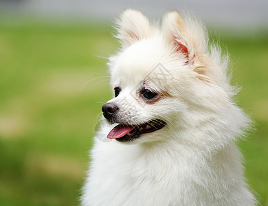 白罗马狗朋友幸福眼睛草地微笑季节快乐宠物动物小狗图片