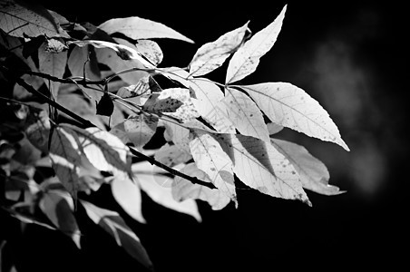 春假幼苗植物学叶子植物人黑色生活蔬菜环境花园文化图片