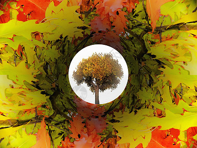 秋叶树纹理图片