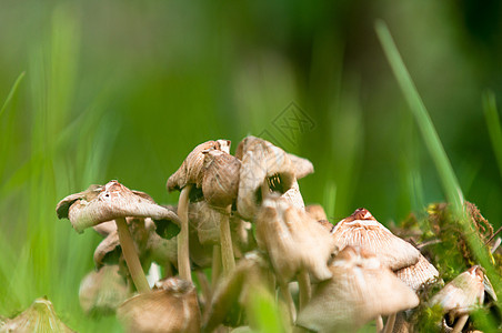 林中新鲜蘑菇的特写植物群草地菌类荒野蔬菜团体植物帽子宏观季节图片