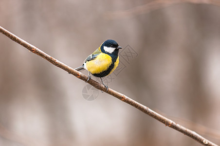 小鸟坐在树枝上鸣禽白色蓝色生活荒野木头森林野生动物羽毛黄色图片