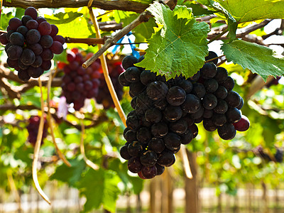 绿叶红花在纳孔拉的Wine院子里 一群红葡萄和绿叶宏观工业阳光环境酒厂农业生长国家植物食品背景