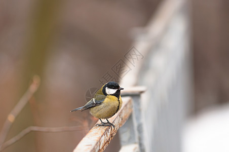 小鸟坐在树枝上生活森林鸣禽季节性荒野黄色冻结蓝色黑色野生动物图片
