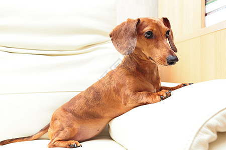 沙发上在家养达尚德狗朋友动物亲戚们食肉伴侣家庭哺乳动物小狗棕色幼兽图片
