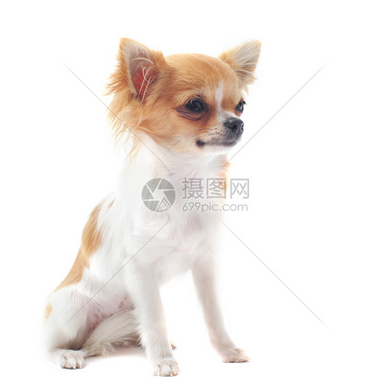 小狗吉娃娃白色犬类工作室宠物动物伴侣棕色图片