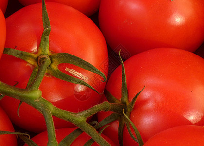 番茄绿色红色藤蔓沙拉背景图片