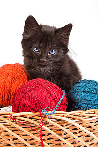 黑小黑猫玩着红色的白底线球宠物哺乳动物兽医毛皮尾巴玩具猫咪细绳休息婴儿图片
