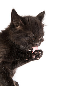 白色背景的可爱黑小猫婴儿朋友牙齿尾巴好奇心晶须舌头眼睛猫咪宠物图片