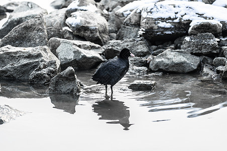 有些鸟儿享受寒冬的寒冷荒野生活岩石季节白色蓝色环境海鸥海岸野生动物图片