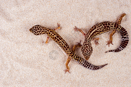 沙地上的两个小壁虎蜥蜴生活荒野白色动物群爬虫野生动物壁虎沙漠黄色图片