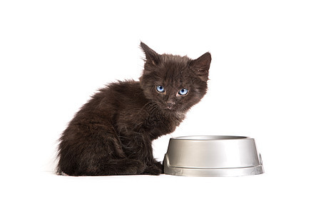 黑小黑猫在白色背景下吃猫食食肉猫咪动物蓝色宠物尾巴营养眼睛好奇心食物图片
