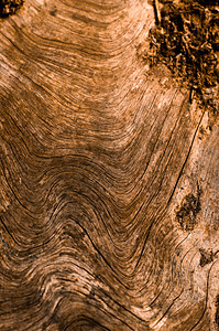 天然木质材料背景摘要 摘要木材照片硬木戒指木头橡木棕色图片