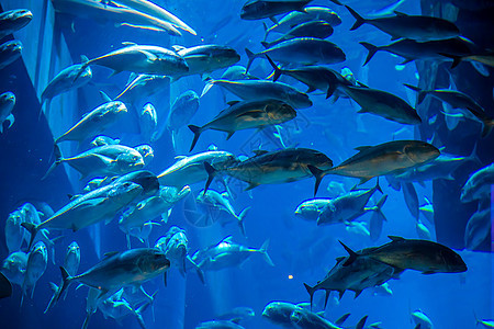 珊瑚礁上的水族馆热带鱼类异国生活呼吸管太阳光潜水浅滩架子情调荒野环礁图片