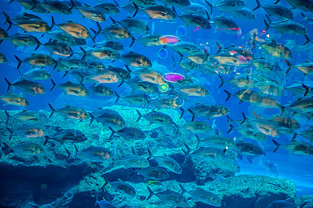 珊瑚礁上的水族馆热带鱼类海绵珊瑚潜水海洋学校野生动物居住太阳光息肉异国图片