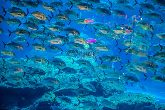 珊瑚礁上的水族馆热带鱼类海绵珊瑚潜水海洋学校野生动物居住太阳光息肉异国图片