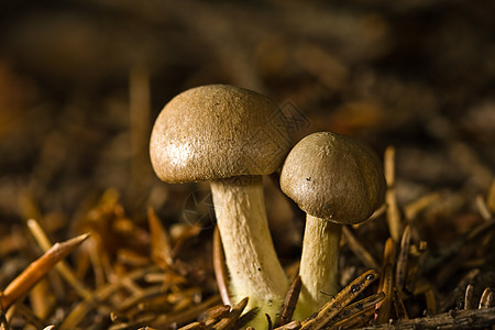 森林蘑菇 宏观图片