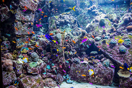 珊瑚礁上的水族馆热带鱼类潜水息肉学校环礁荒野购物中心架子花园太阳光浅滩图片