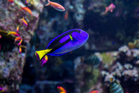 珊瑚礁上的水族馆热带鱼类浅滩架子荒野殖民地息肉海绵学校购物中心异国情调图片