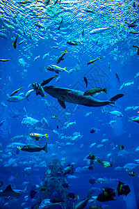 珊瑚礁上的水族馆热带鱼类居住购物中心浅滩学校情调野生动物生活息肉海洋架子图片