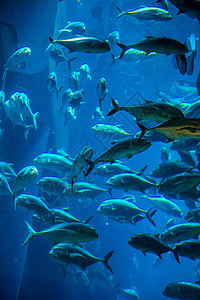 珊瑚礁上的水族馆热带鱼类荒野异国居住海绵太阳光息肉呼吸管生活海洋环礁图片