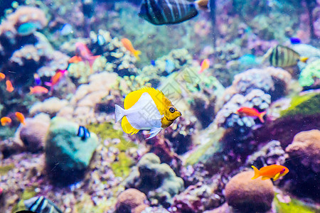 鱼越水珊瑚礁上的水族馆热带鱼类浅滩潜水殖民地野生动物购物中心居住海绵呼吸管学校息肉背景